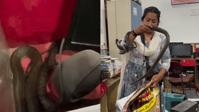 woman-fiercely-catches-deadly-snake-at-chandigarh-college-viral-video-shocks-internet